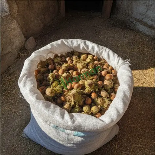 Afyonkarahisar Bayat'ta fındık satılık