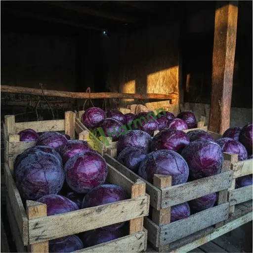 Uşak Merkez'de satılık kırmızı lahana