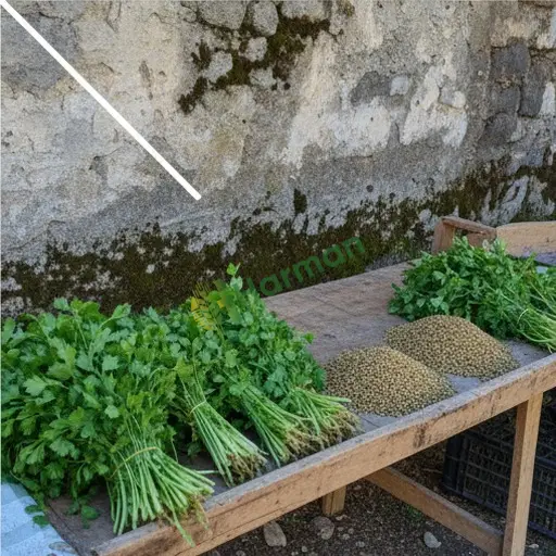 Erzincan İliç'te kişniş satılık