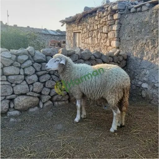 Burdur Ağlasun'da Kıvırcık satılık