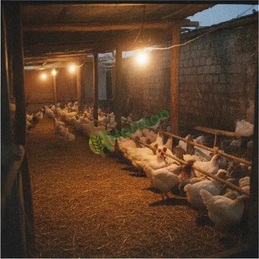 Şırnak Beytüşşebap'ta kümes aydınlatma satılık