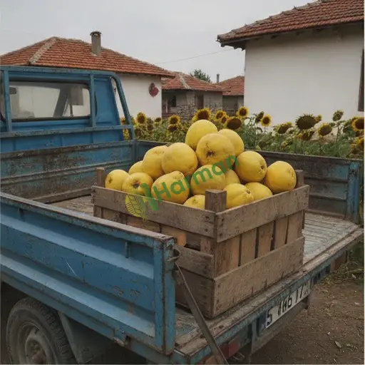 Bartın Merkez'de ayva satılık