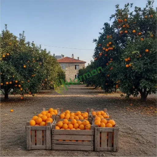 PORTAKAL hal fiyatı