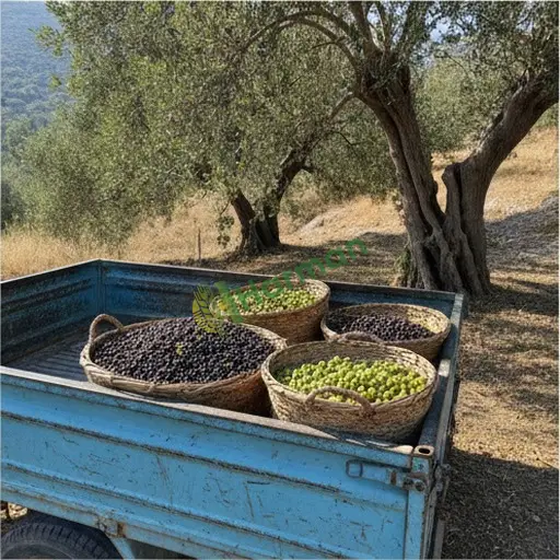 Zonguldak Kozlu'da zeytin satılık