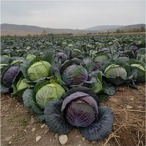 Zonguldak Çaycuma lahanası satılık