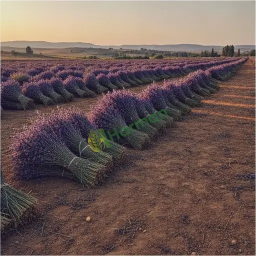 Kocaeli Körfez'de lavanta satılık