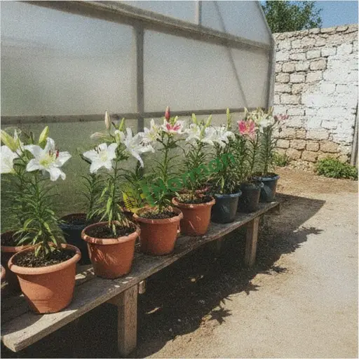Rize Fındıklı'da lilyum satılık