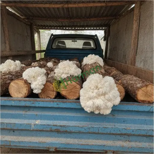 Tekirdağ Malkara'da Lion's Mane satılık