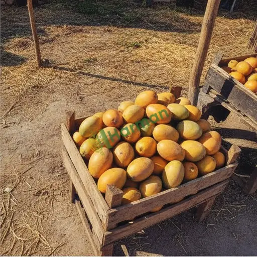 Trabzon Çarşıbaşı'ndan Satılık Mango