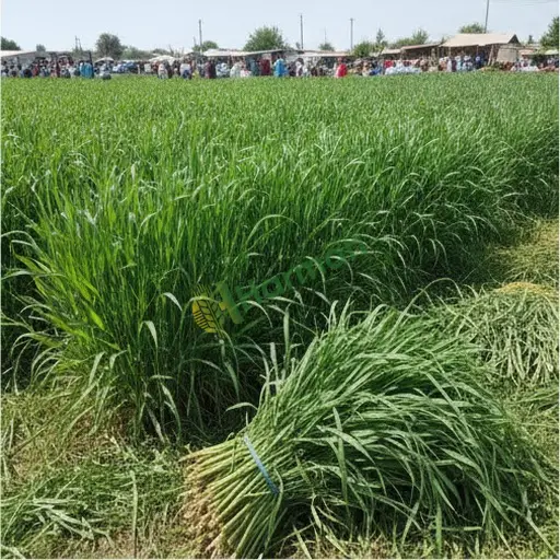 Antalya Elmalı'da maralfalfa satılık
