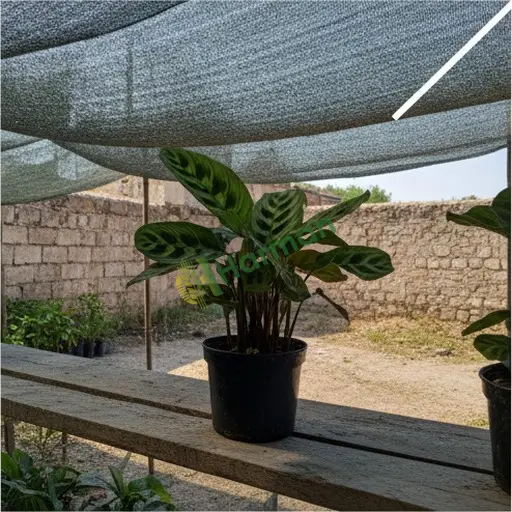 Konya'da Maranta Satılık