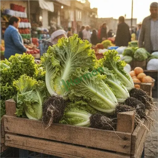 Uşak Banaz'da marul satılık