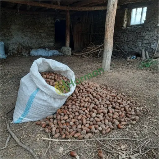 Kırklareli Vize'de meşe palamudu satılık