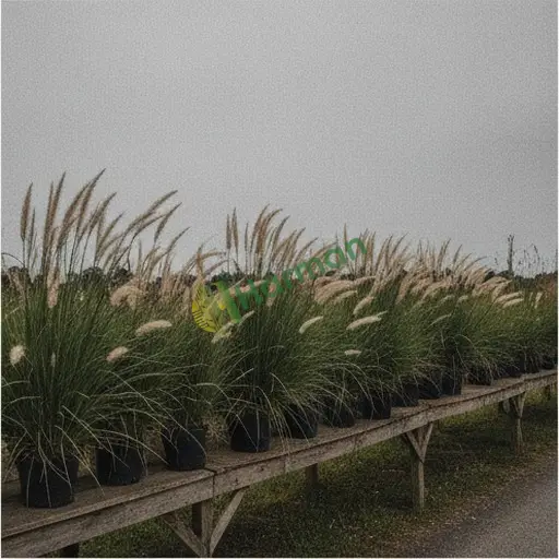 Bingöl Solhan'da satılık miscanthus