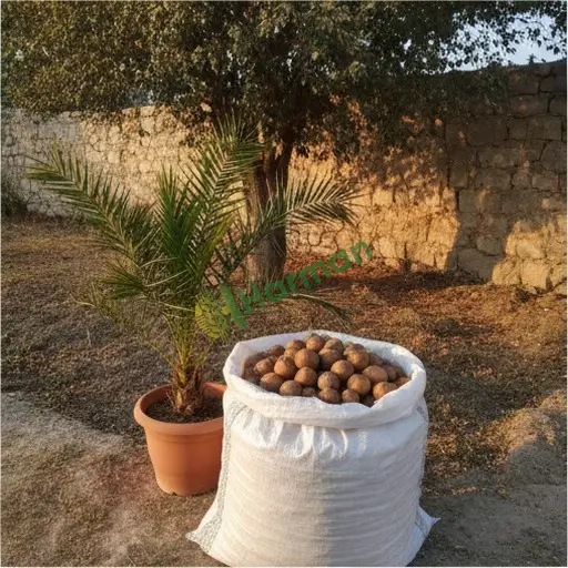 Bartın Kurucaşile · Satılık Palmiye Tohumu