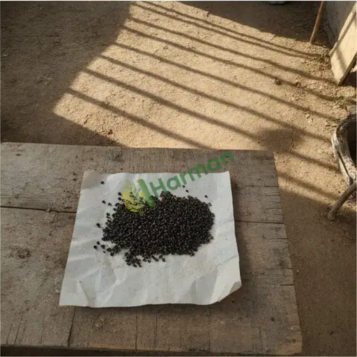 Denizli'de satılık papaya tohumu