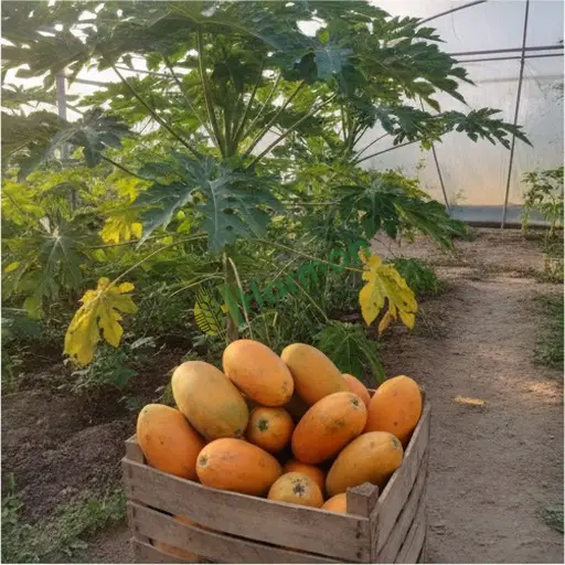 Yalova Çiftlikköy'den Taze Papaya