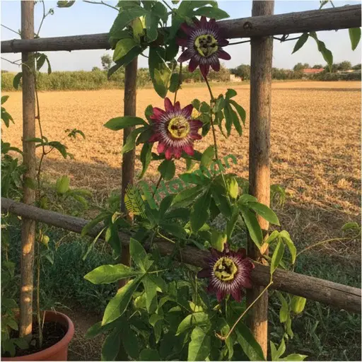 Adana Feke'de passiflora satılık