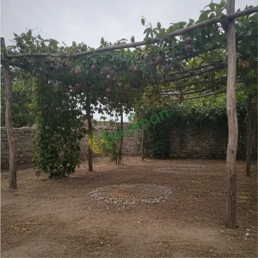 Passionflora çarkıfelek meyvesi satılık - Bitlis Adilcevaz