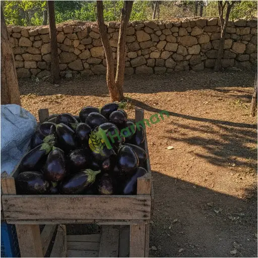 Kırklareli Kofçaz'da patlıcan satıyorum