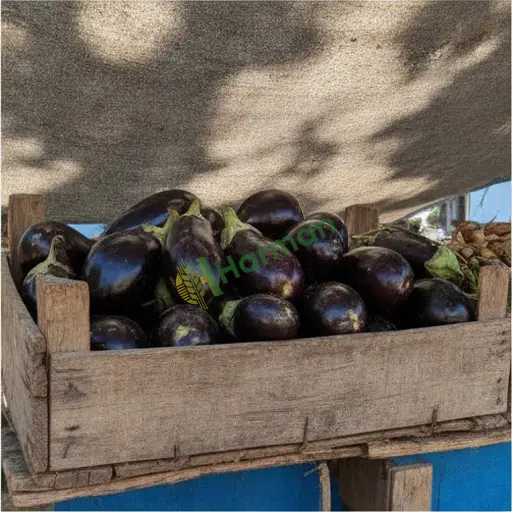 Hatay Yayladağı'nda patlıcan satılık