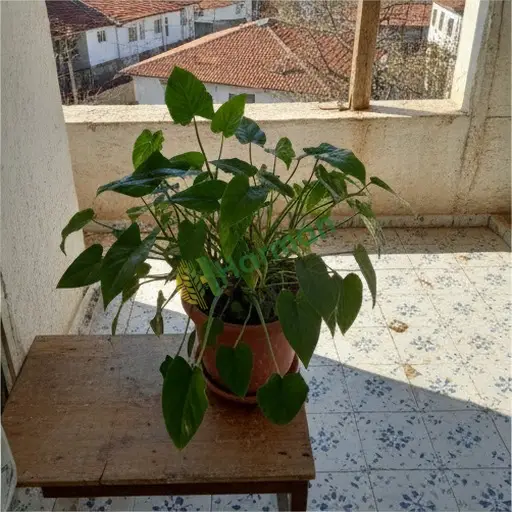 Çorum Bayat'tan philodendron satılır