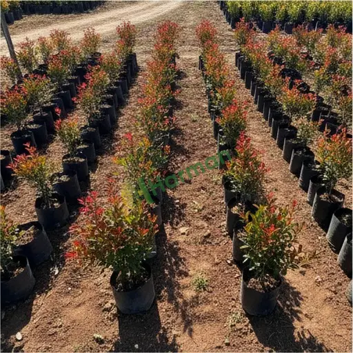 Osmaniye Toprakkale Photinia fidanı elimde var