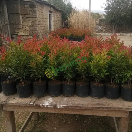 Malazgirt, Muş'ta satılık photinia