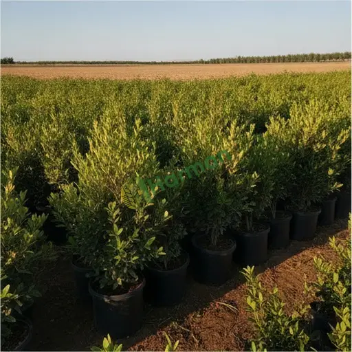 Muş Bulanık'ta pittosporum fidanı satılır