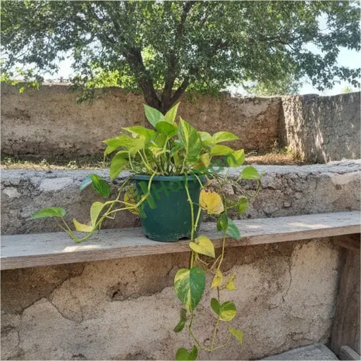 Muş Merkez'de Pothos satılık
