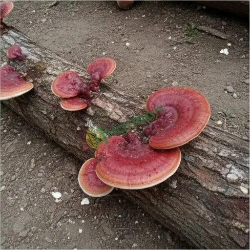 Bursa Orhaneli'den reishi mantarı satılık