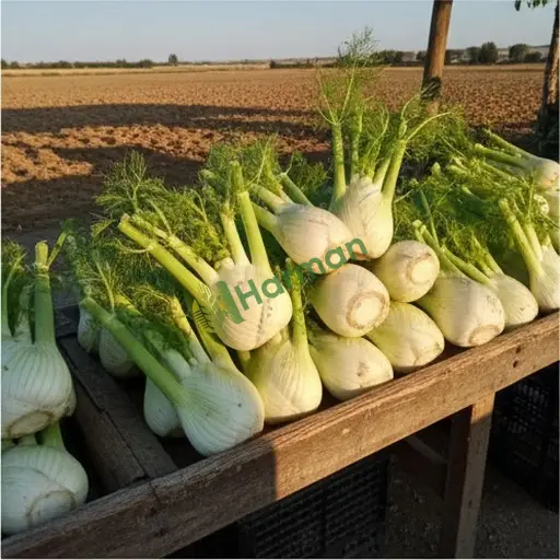 Bartın Kurucaşile rezene satılır