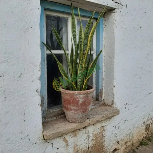 Batman Beşiri'de sansevieria satılık