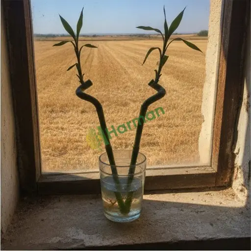 Aydın İncirliova'da şanslı bambu satılık