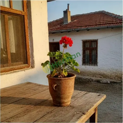 Ağrı Diyadin'de sardunya satılık