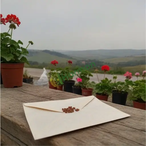Muğla Milas'ta sardunya tohumu satılık