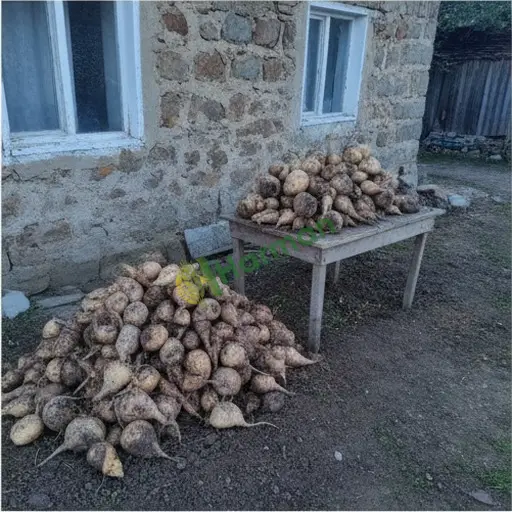 Tokat'ta şeker pancarı satılık