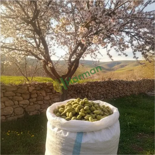Kırklareli Babaeski'de badem satılır