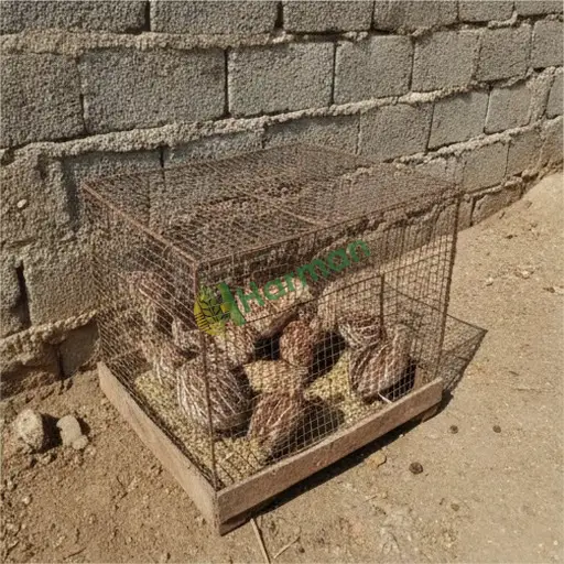 Düzce Çilimli bıldırcın satılık