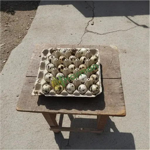 Çanakkale Eceabat'ta bıldırcın yumurtası satılık