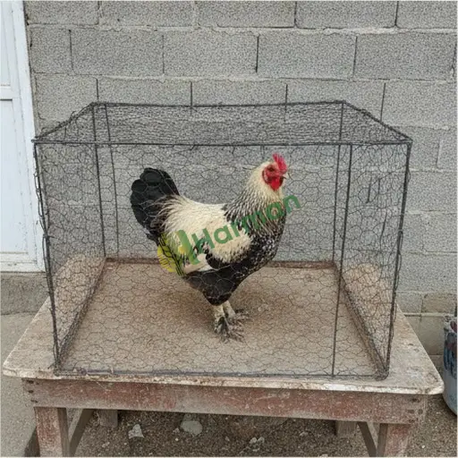 Bilecik Yenipazar'da Brahma tavuğu satılır