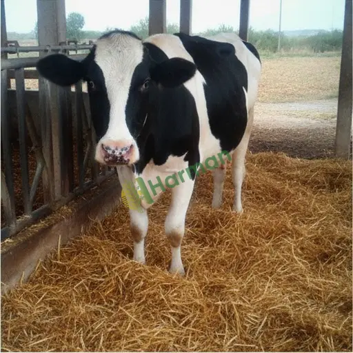 Muş Varto'da Holstein inek satıyorum