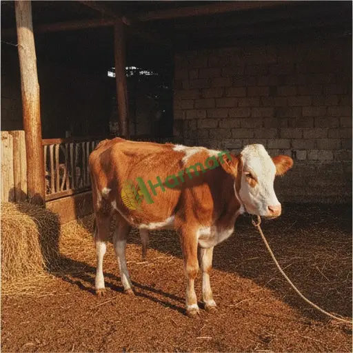 Malatya Kuluncak'ta düve satılır