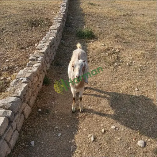 Kahramanmaraş Andırın'da Halep keçisi satılık