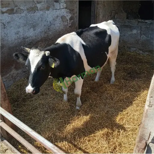 Şanlıurfa Bozova'da Holstein inek satılık