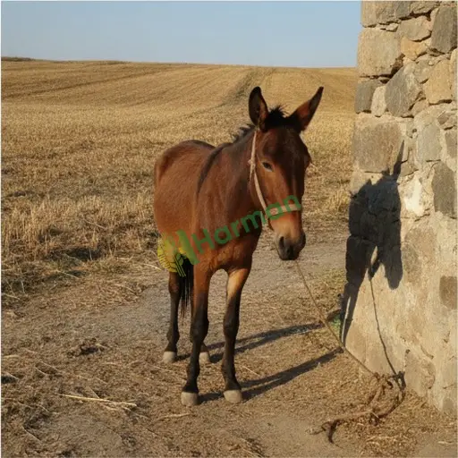 Gaziantep Şehitkamil'de Katır Satılık