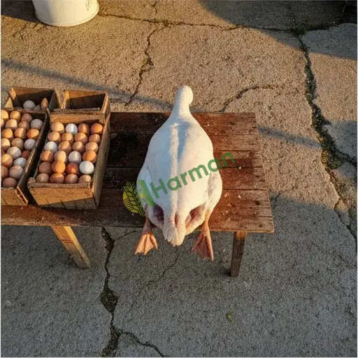 Şanlıurfa Ceylanpınar'da satılık kaz eti
