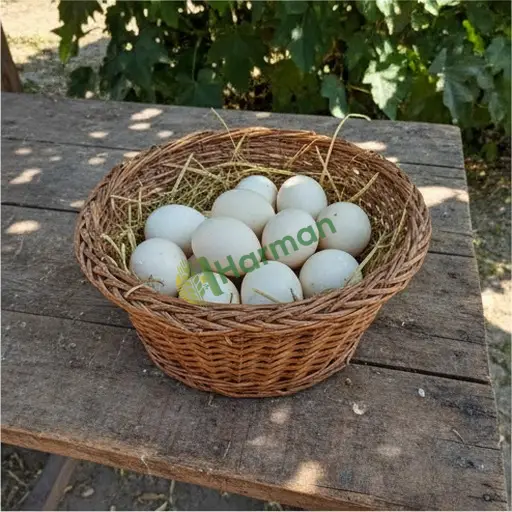 Muğla Dalaman kaz yumurtası satıyorum