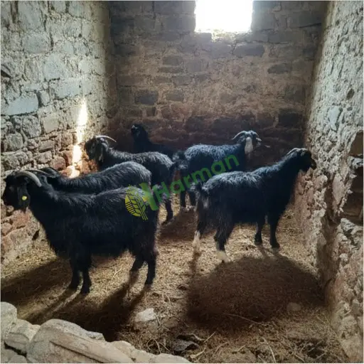 Darende'de 20 adet kıl keçisi satılık