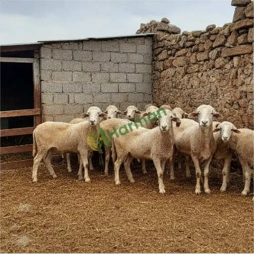 Ardahan Merkez'de damızlık koyun satılık